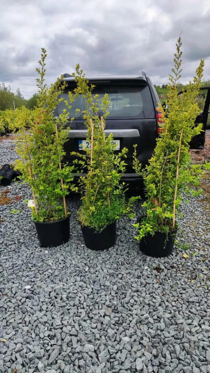Quality 3 litre Portuguese Laurel Hedging 5 euro - Image 4