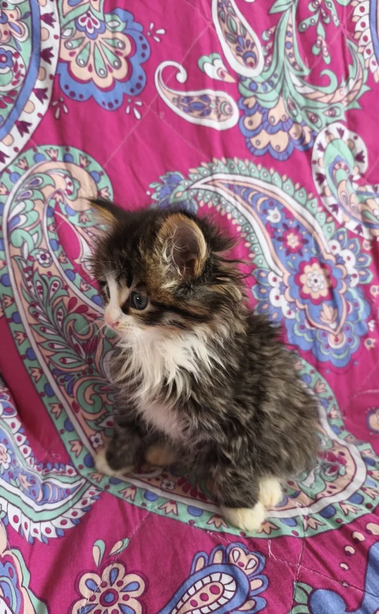 Fluffy kittens - Image 1