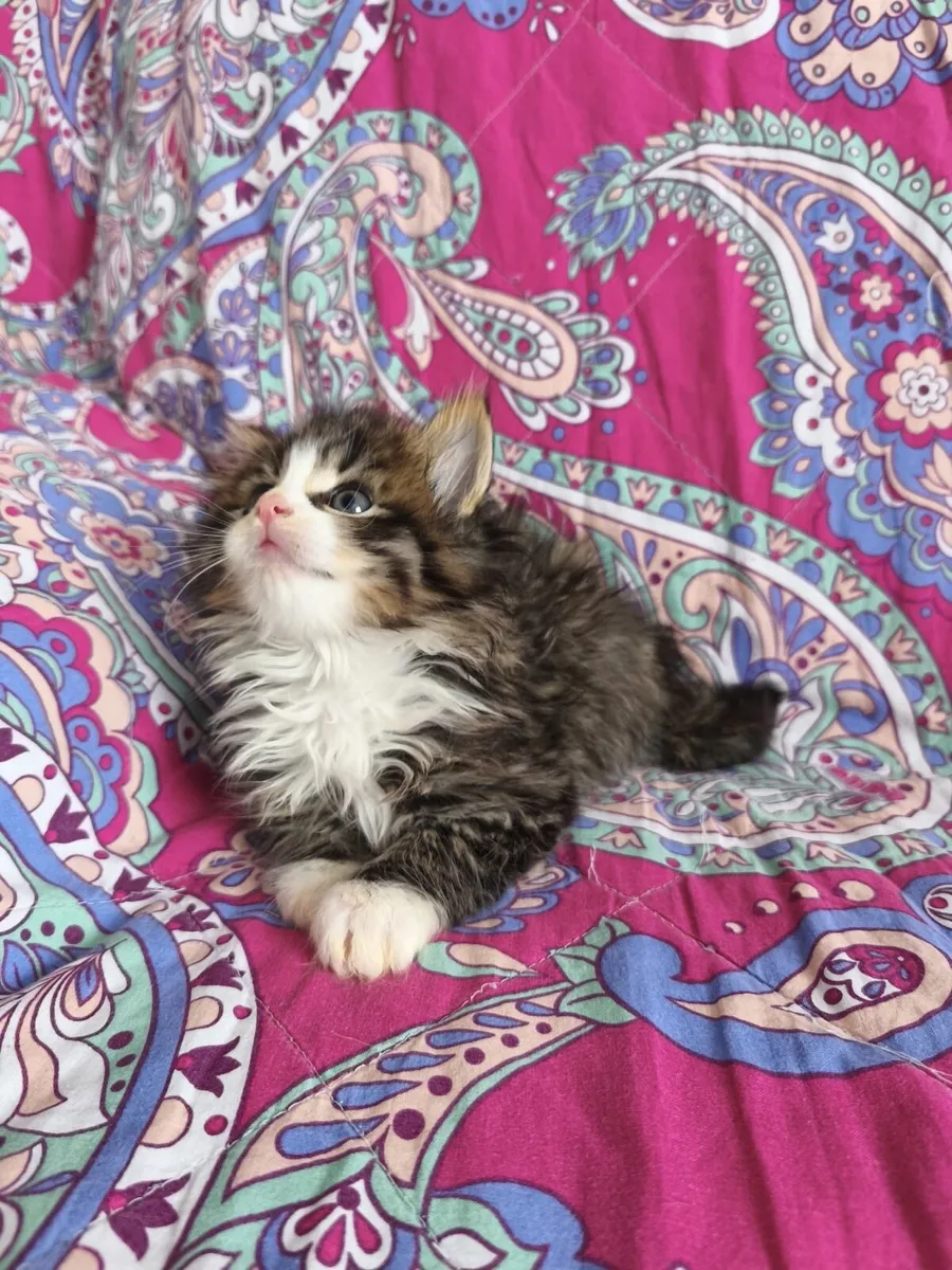 Fluffy kittens - Image 2