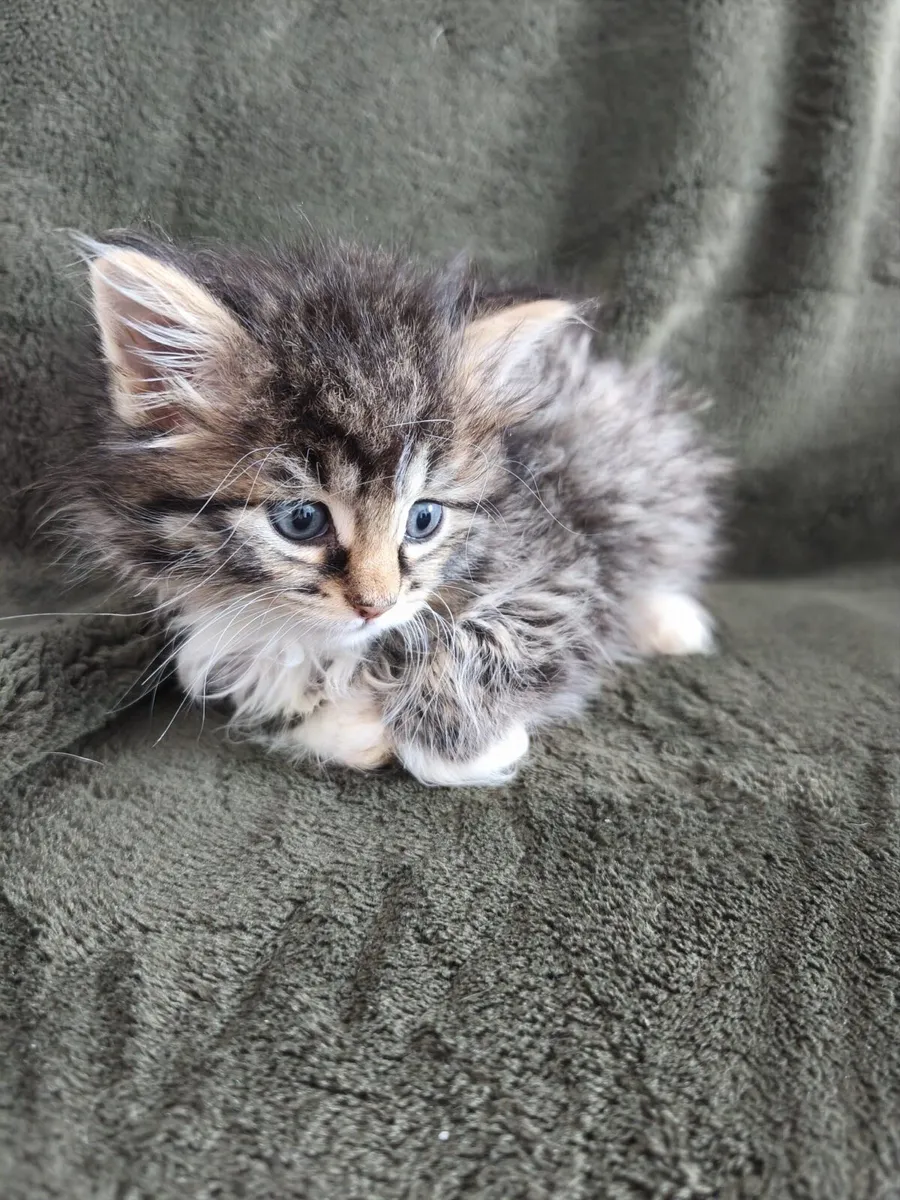 Fluffy kittens - Image 3