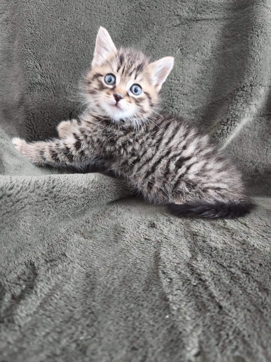 Fluffy kittens - Image 4
