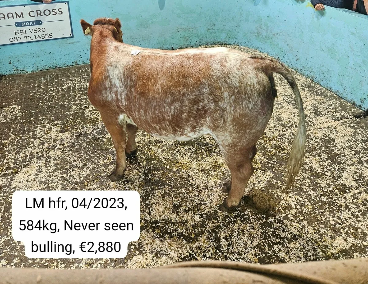 Maam Cross weekly cattle sale - Image 2
