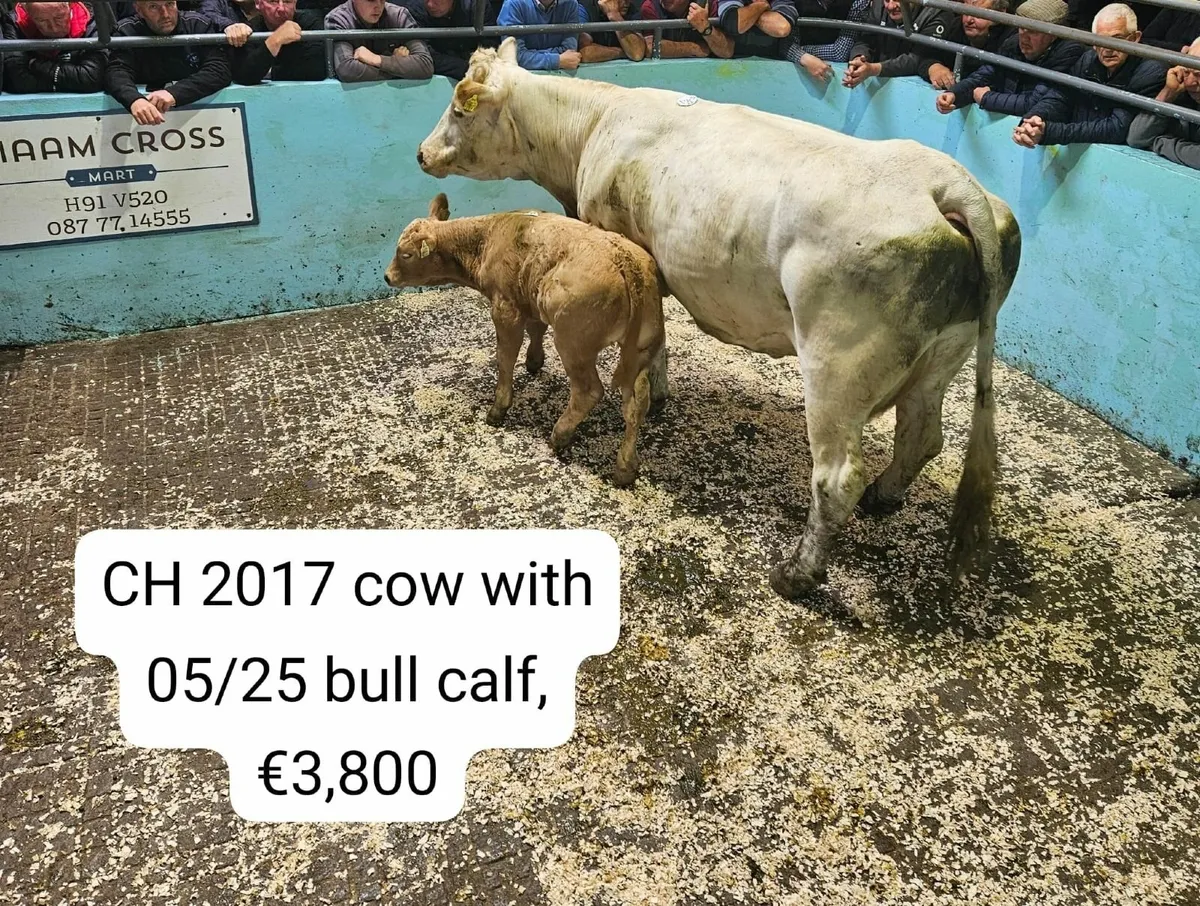 Maam Cross weekly cattle sale - Image 4