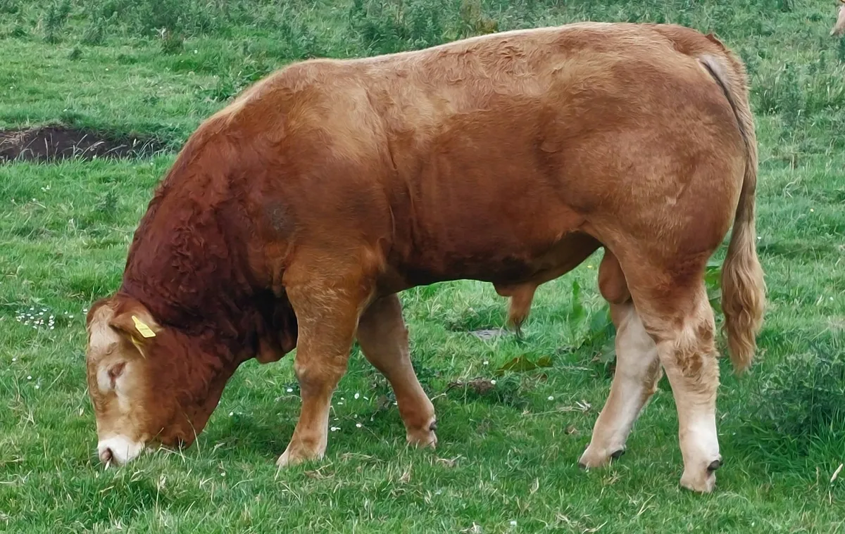 5 star Limousin bull 3.5% calving difficulty