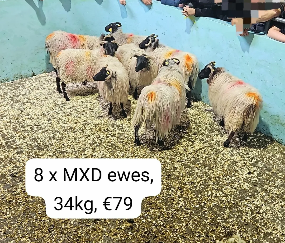 Weekly sheep sale in Maam Cross Mart - Image 1