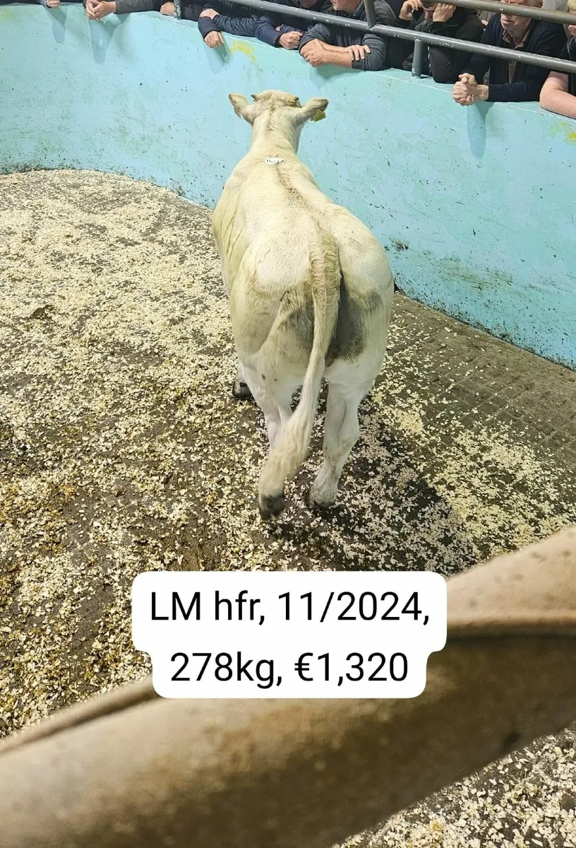 Weekly sheep sale in Maam Cross Mart - Image 2
