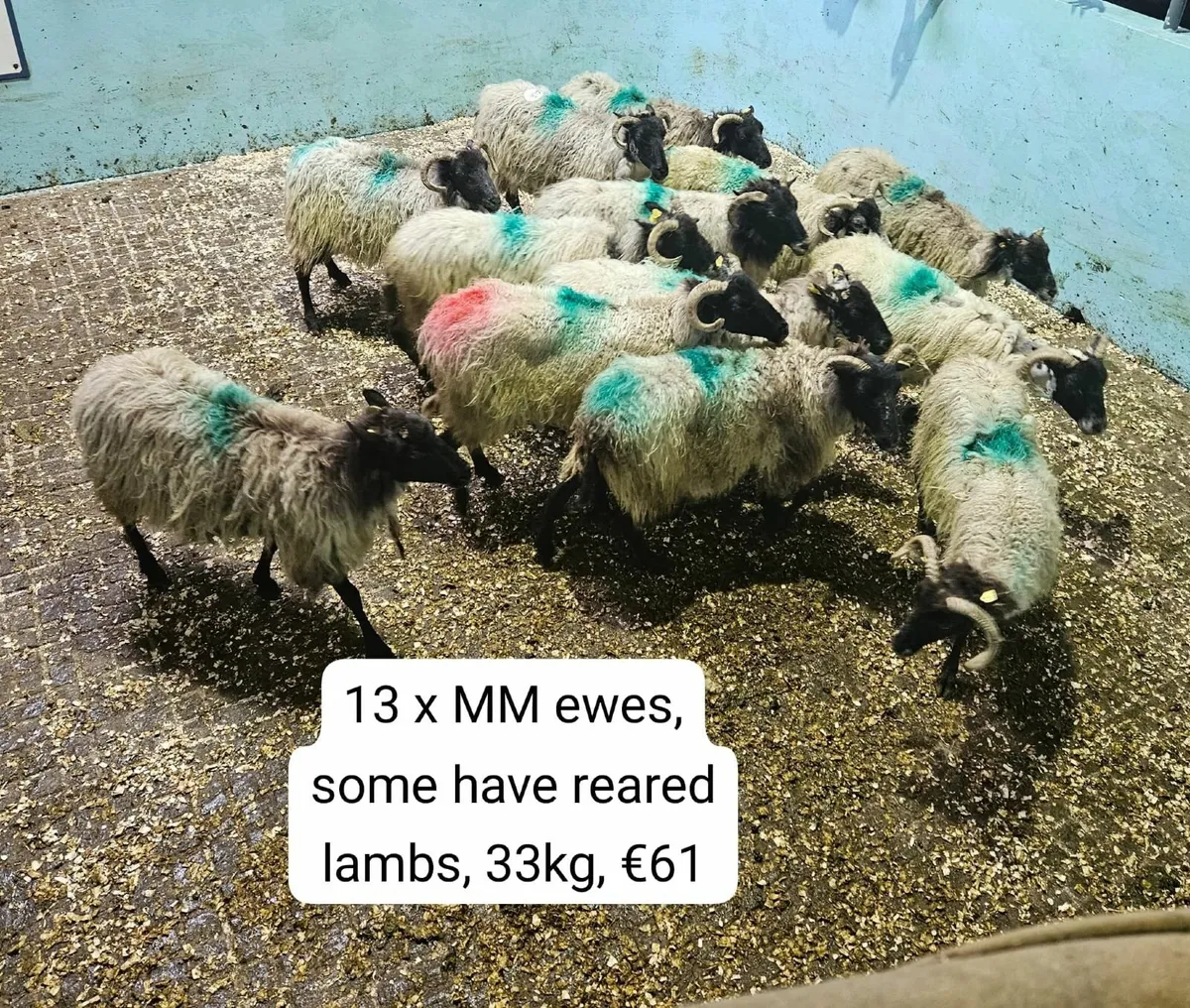 Weekly sheep sale in Maam Cross Mart - Image 3
