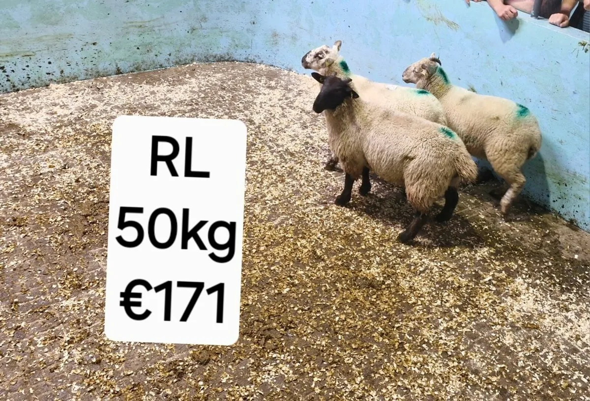 Weekly sheep sale in Maam Cross Mart - Image 4