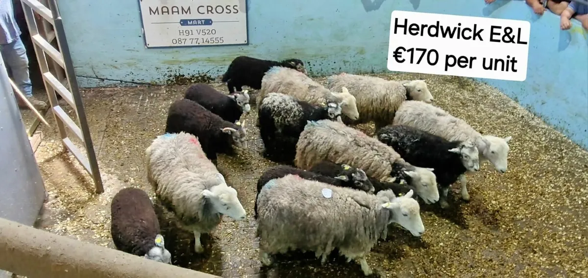 Weekly sheep sale in Maam Cross Mart - Image 4