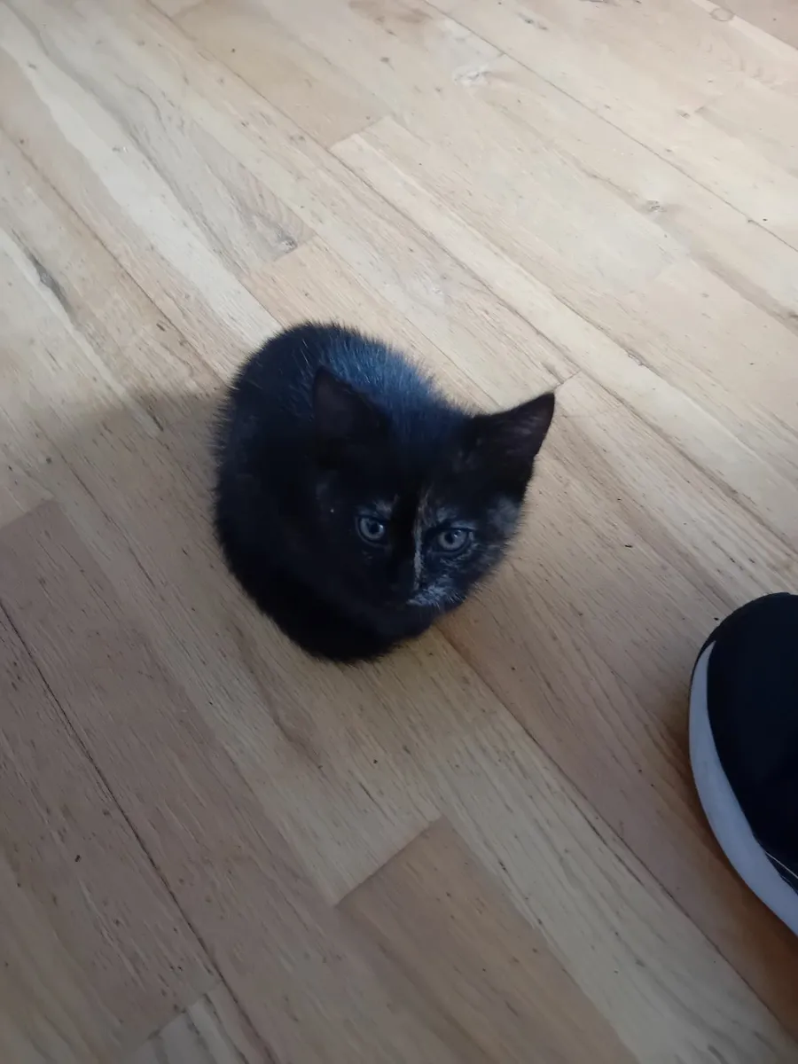 Kittens and young cats - Image 4