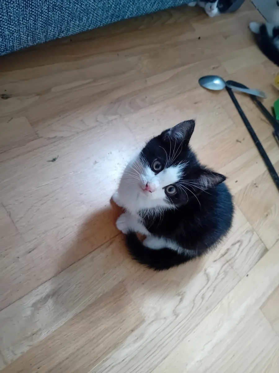 Kittens and young cats - Image 1