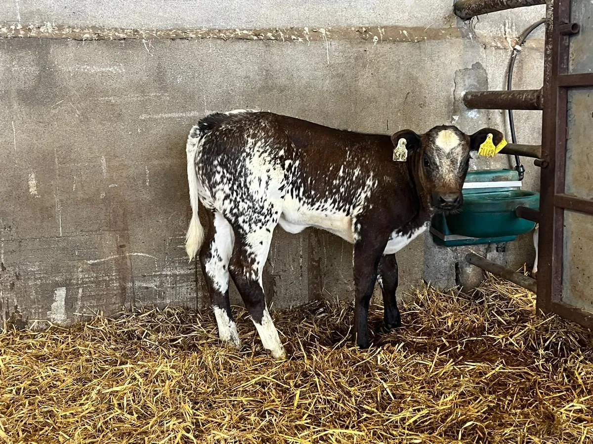 Show class blue runner  heifer - Image 1