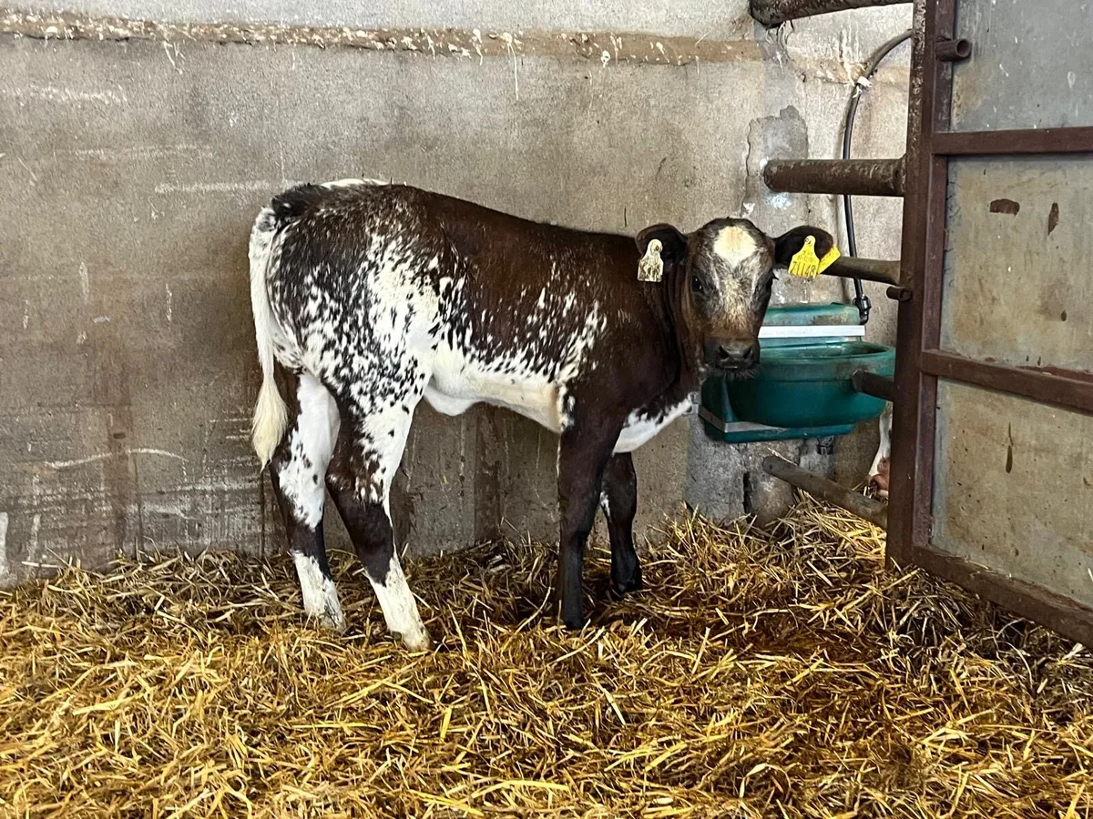 Show class blue runner  heifer - Image 2