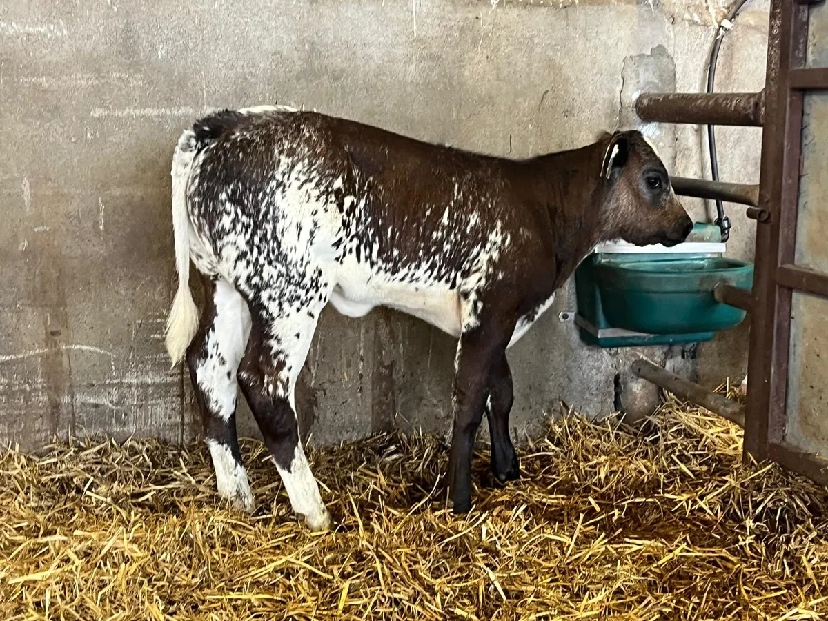 Show class blue runner  heifer - Image 3