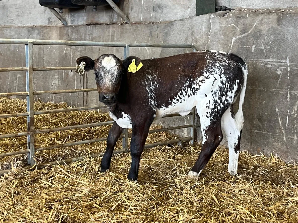 Show class blue runner  heifer - Image 4