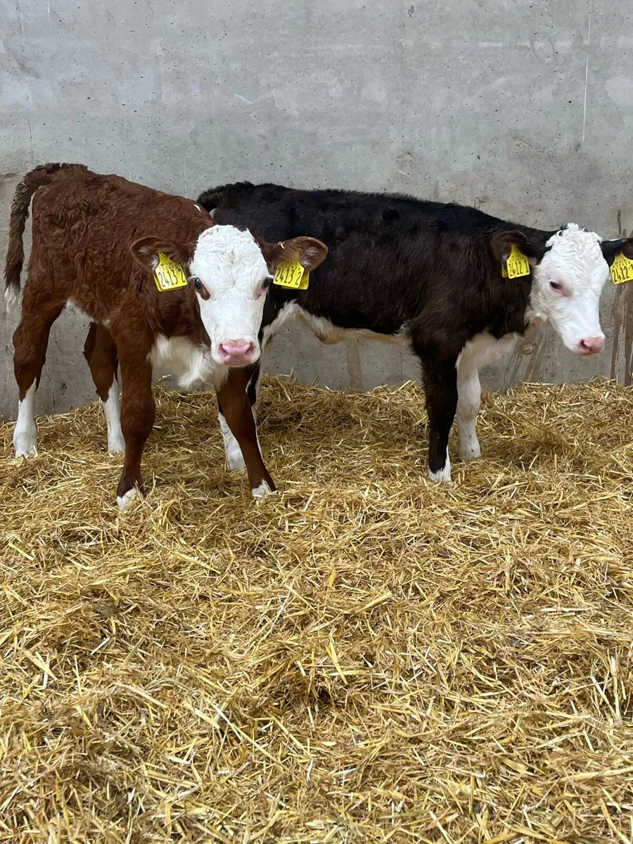 3 Super Limousine & Hereford Heifer Calves - Image 2
