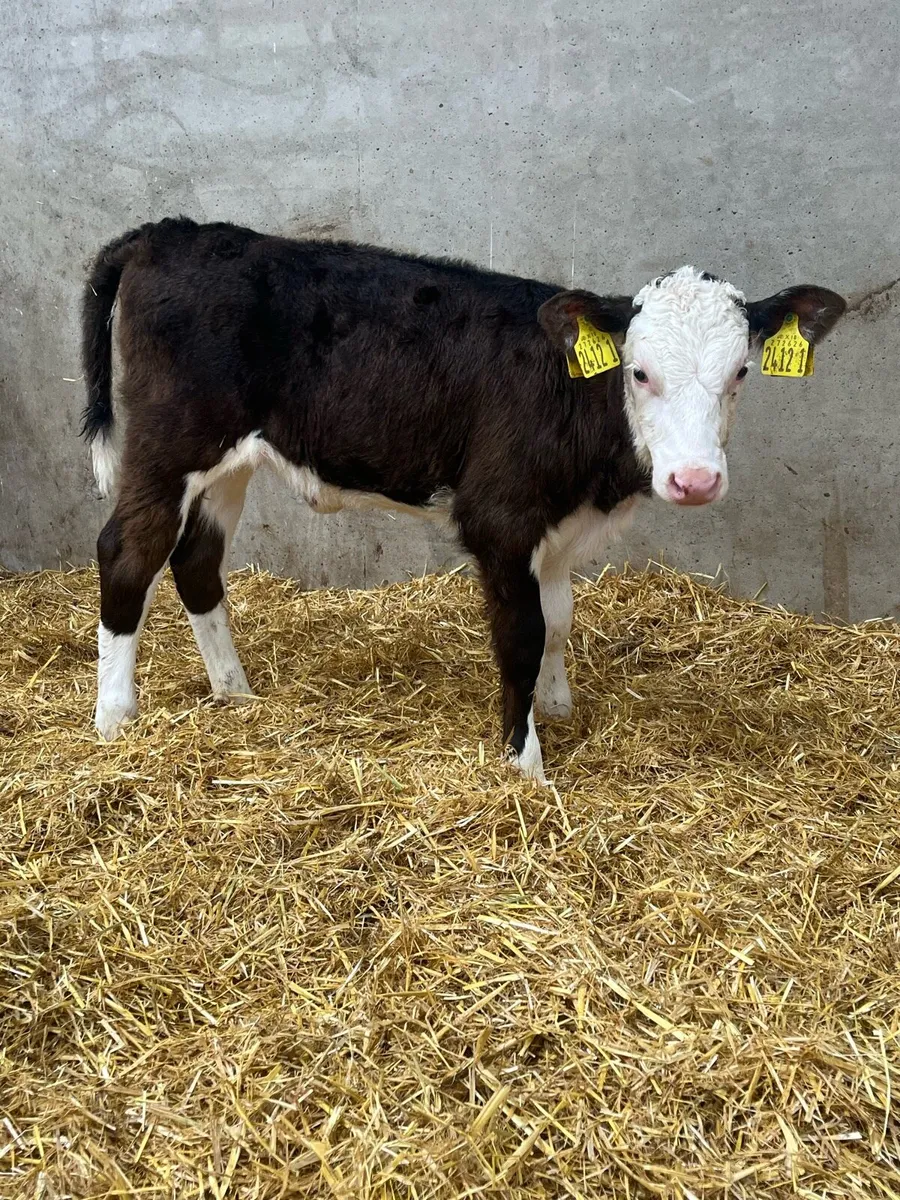 3 Super Limousine & Hereford Heifer Calves - Image 3