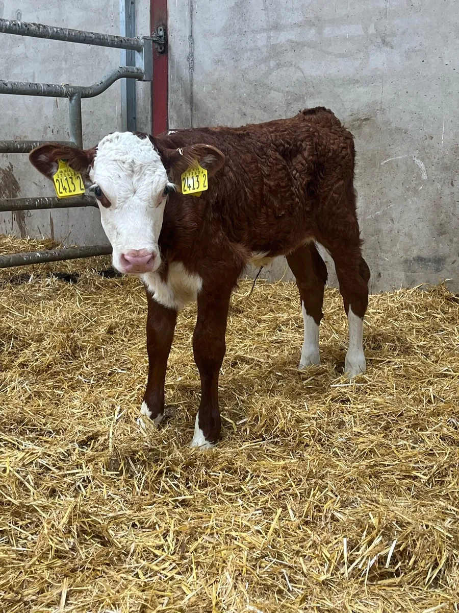 3 Super Limousine & Hereford Heifer Calves - Image 4