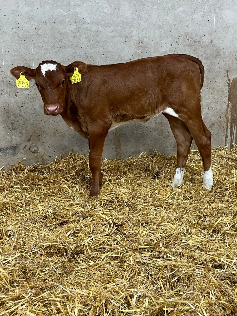 3 Super Limousine & Hereford Heifer Calves - Image 1