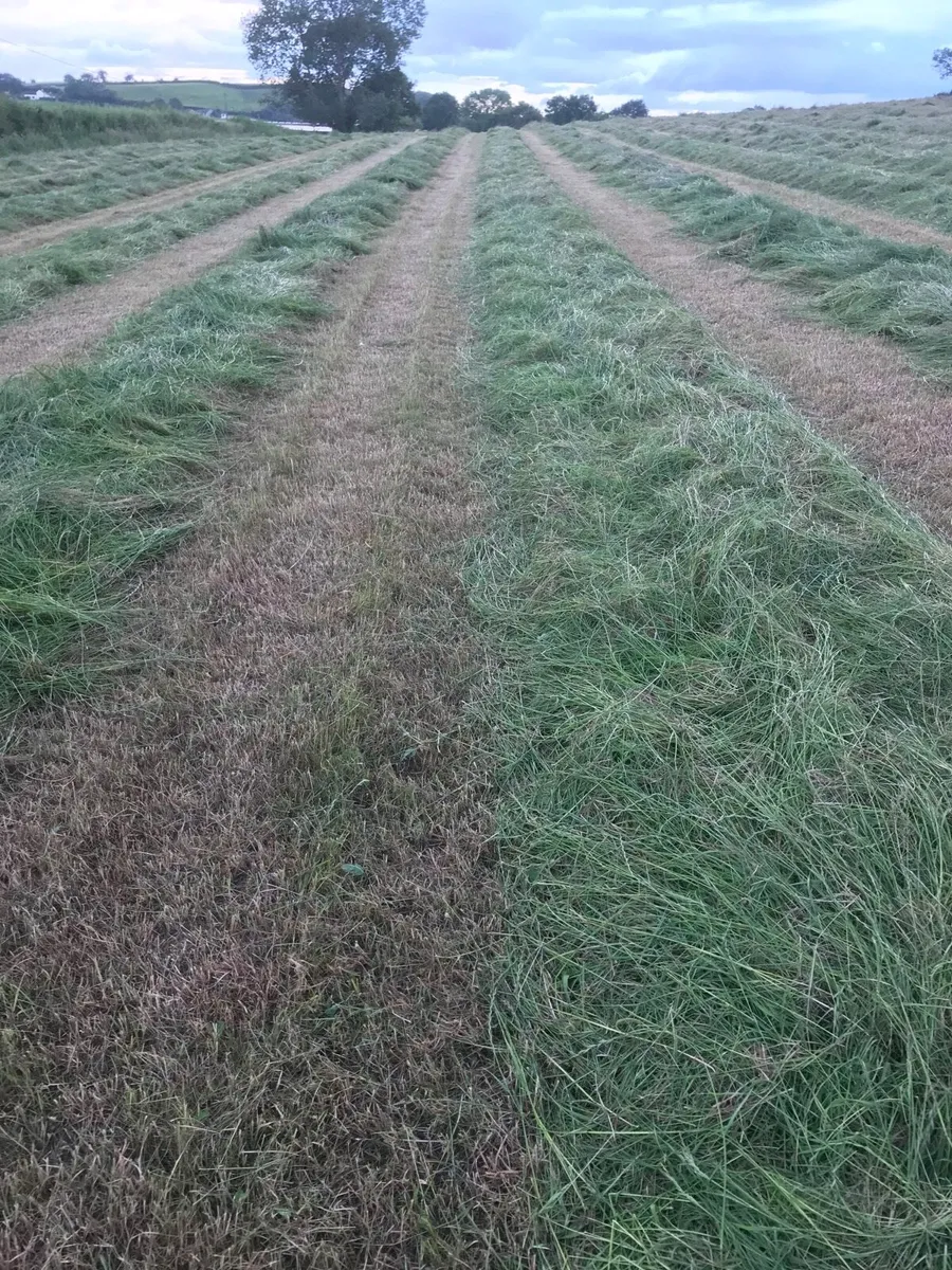 Baled silage - Image 2
