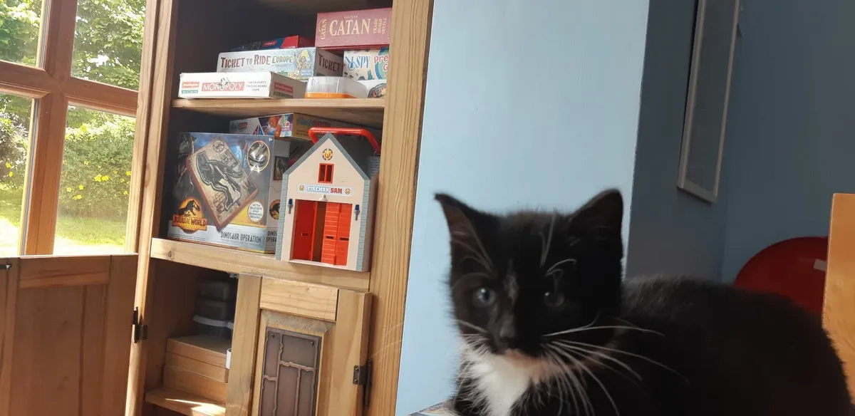 Kittens - Image 1