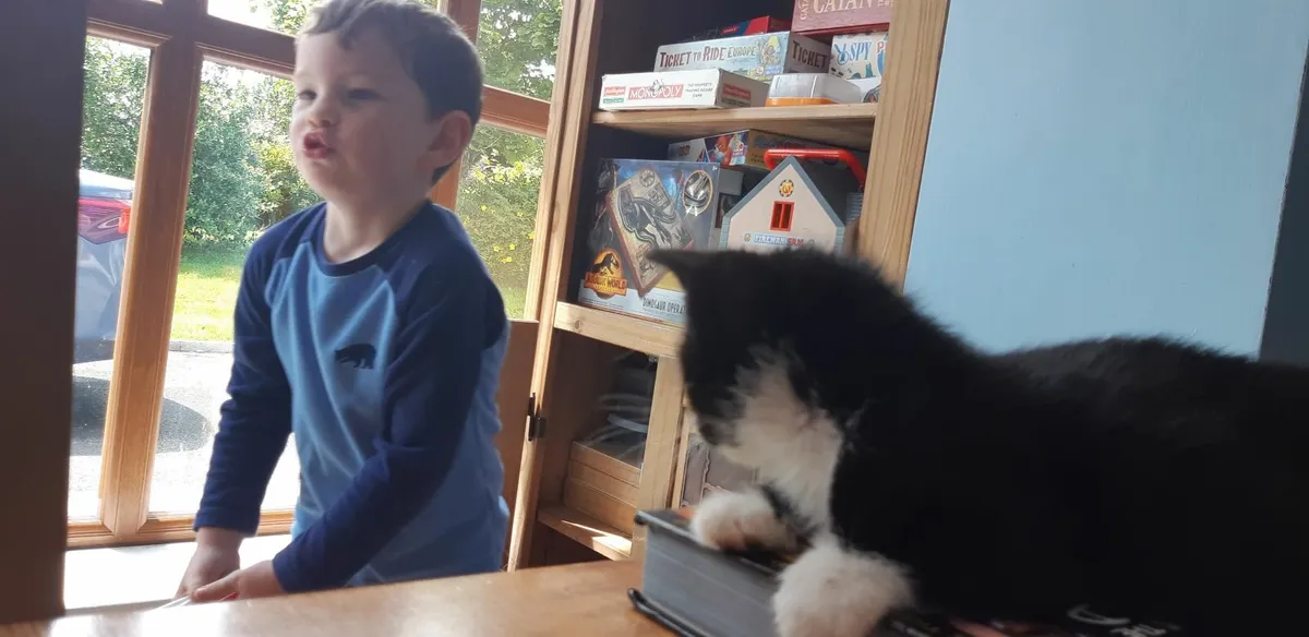 Kittens - Image 2