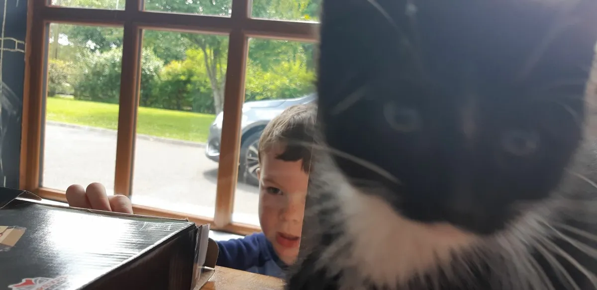 Kittens - Image 3