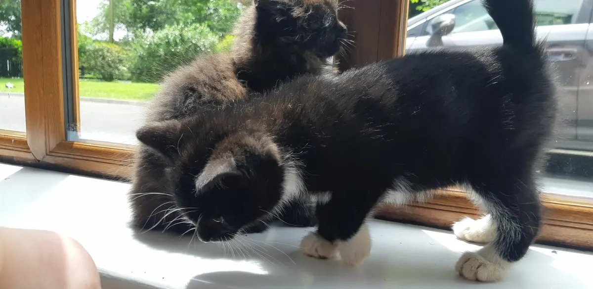 Kittens - Image 4
