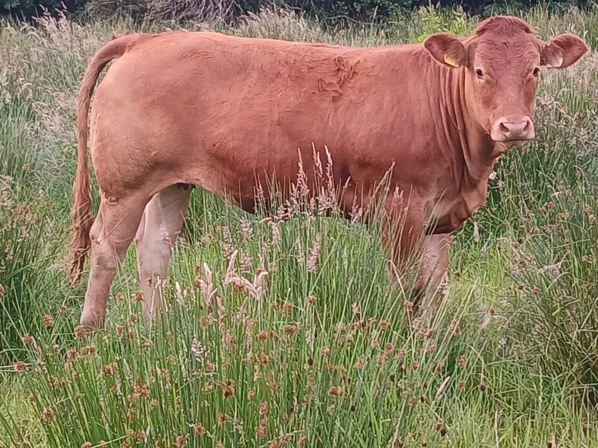 Pbr limousin maiden heifers - Image 1