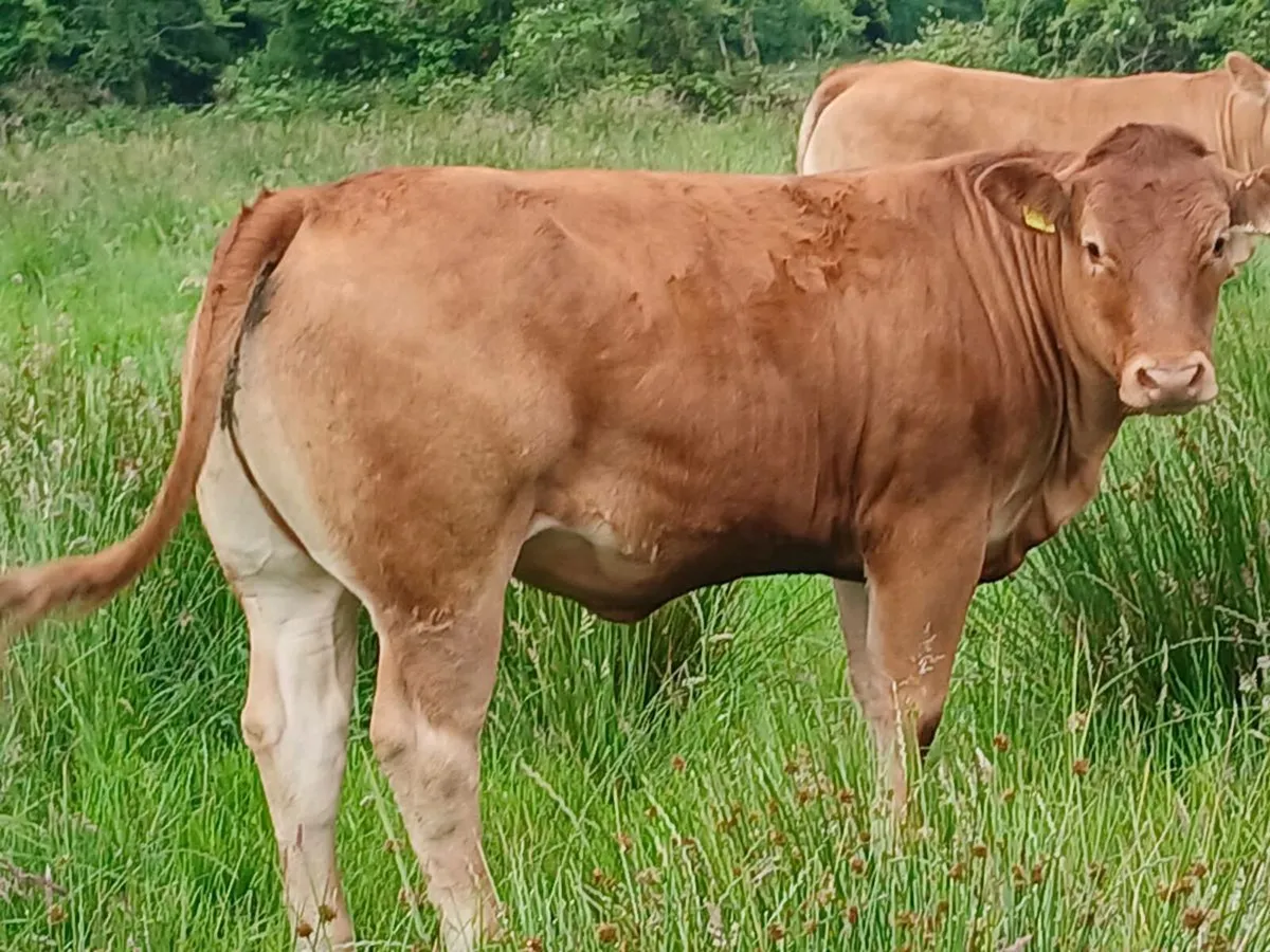 Pbr limousin maiden heifers - Image 2