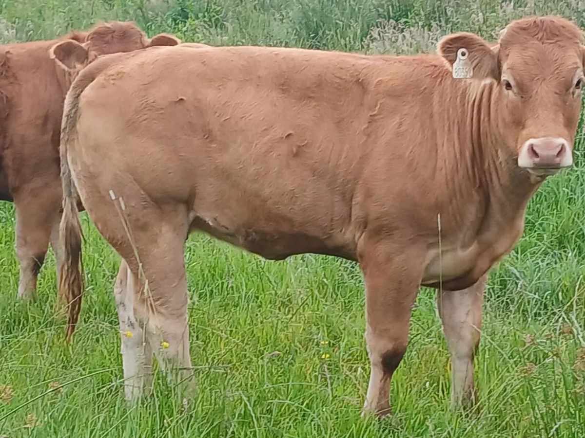 Pbr limousin maiden heifers - Image 3