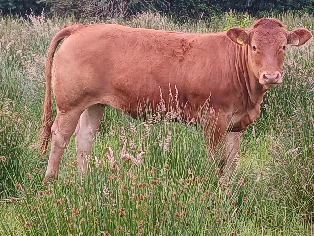 Pbr limousin maiden heifers - Image 4