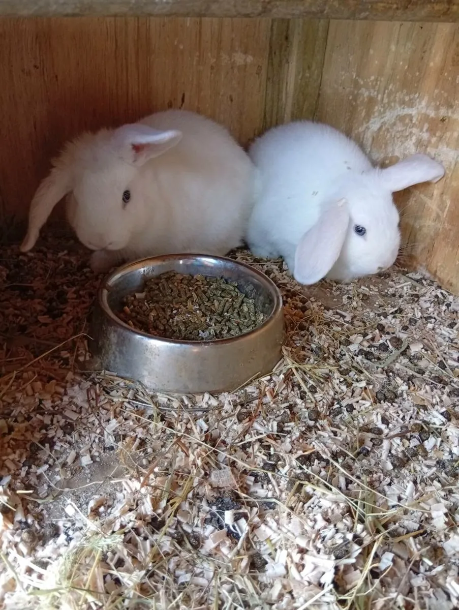 Baby bunnies - Image 4