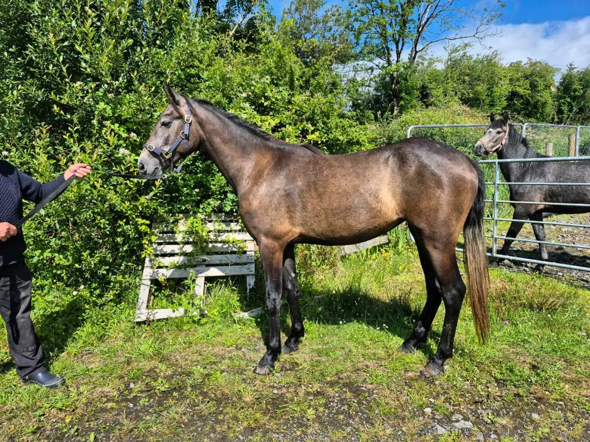 Connemara ponys - Image 1