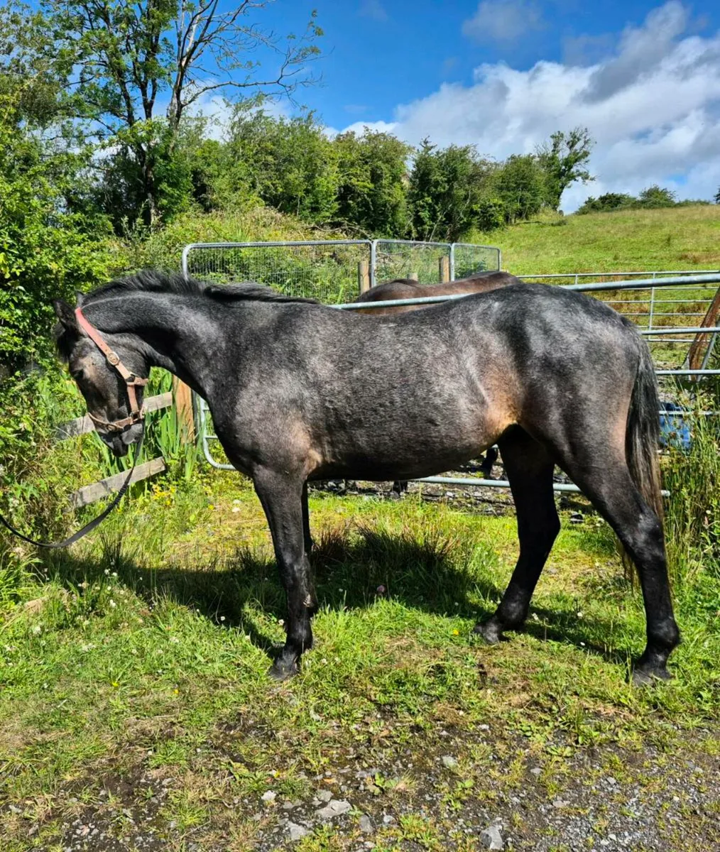 Connemara ponys - Image 2