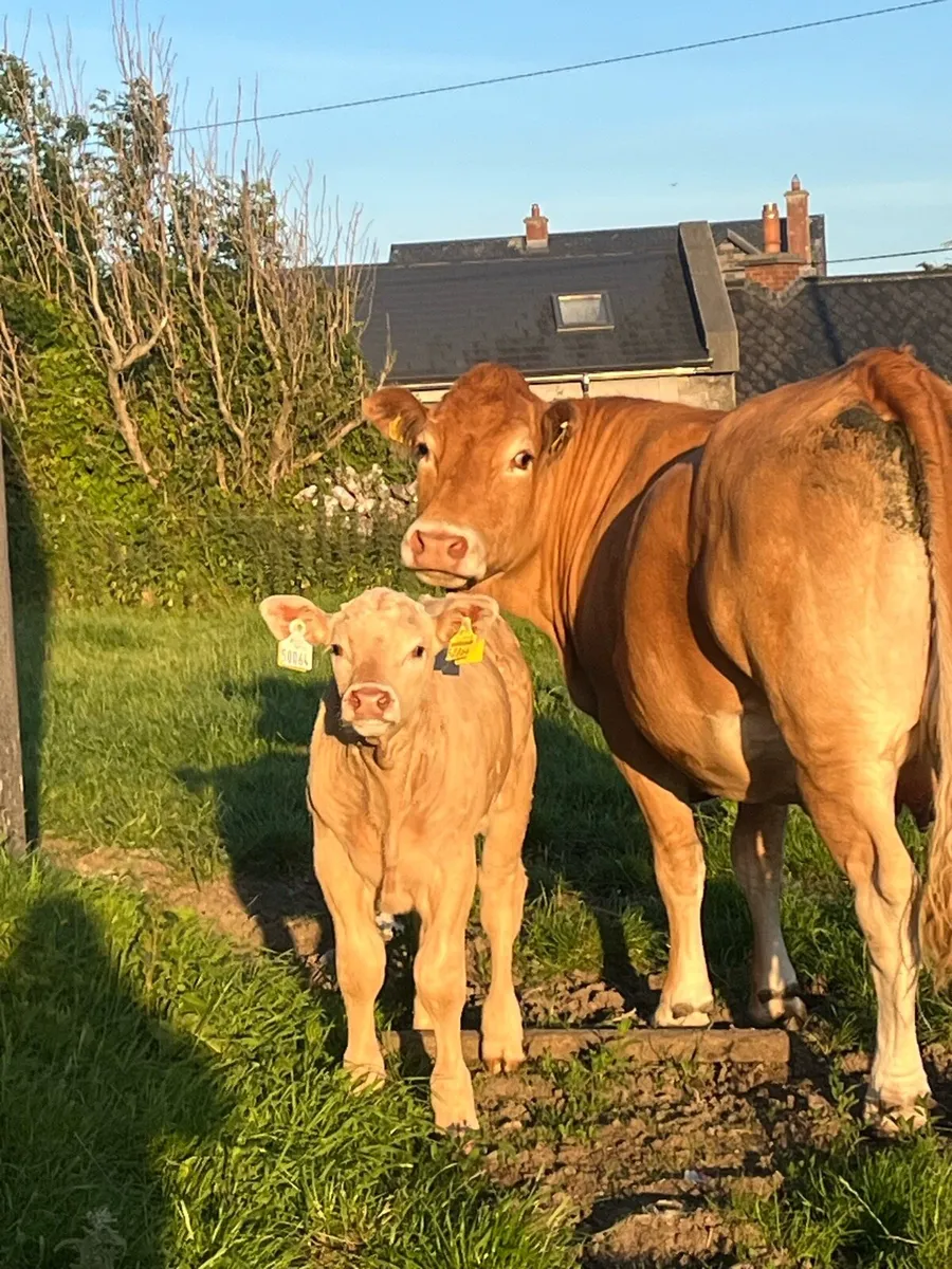 Cows and calves - Image 1