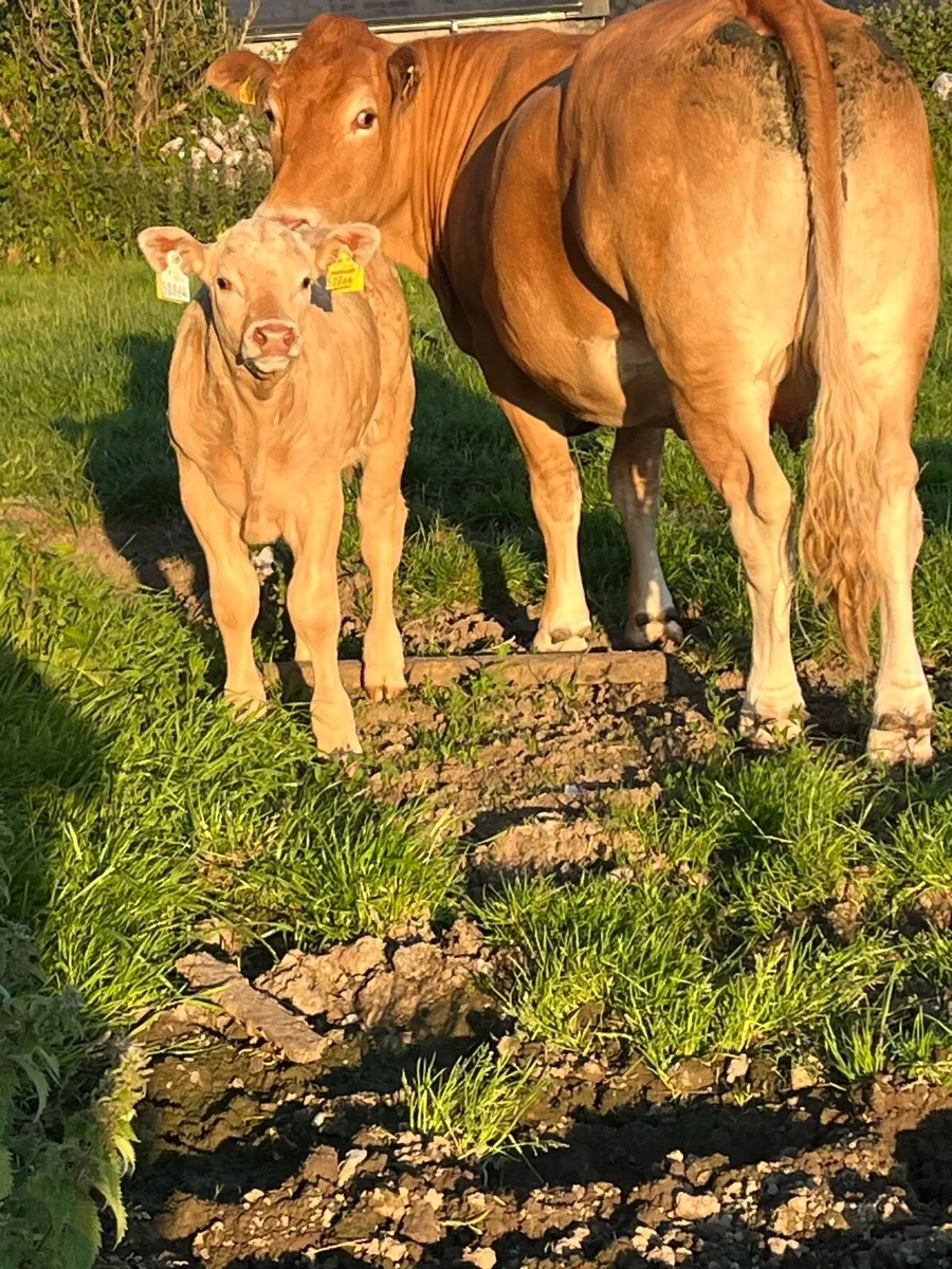 Cows and calves - Image 2