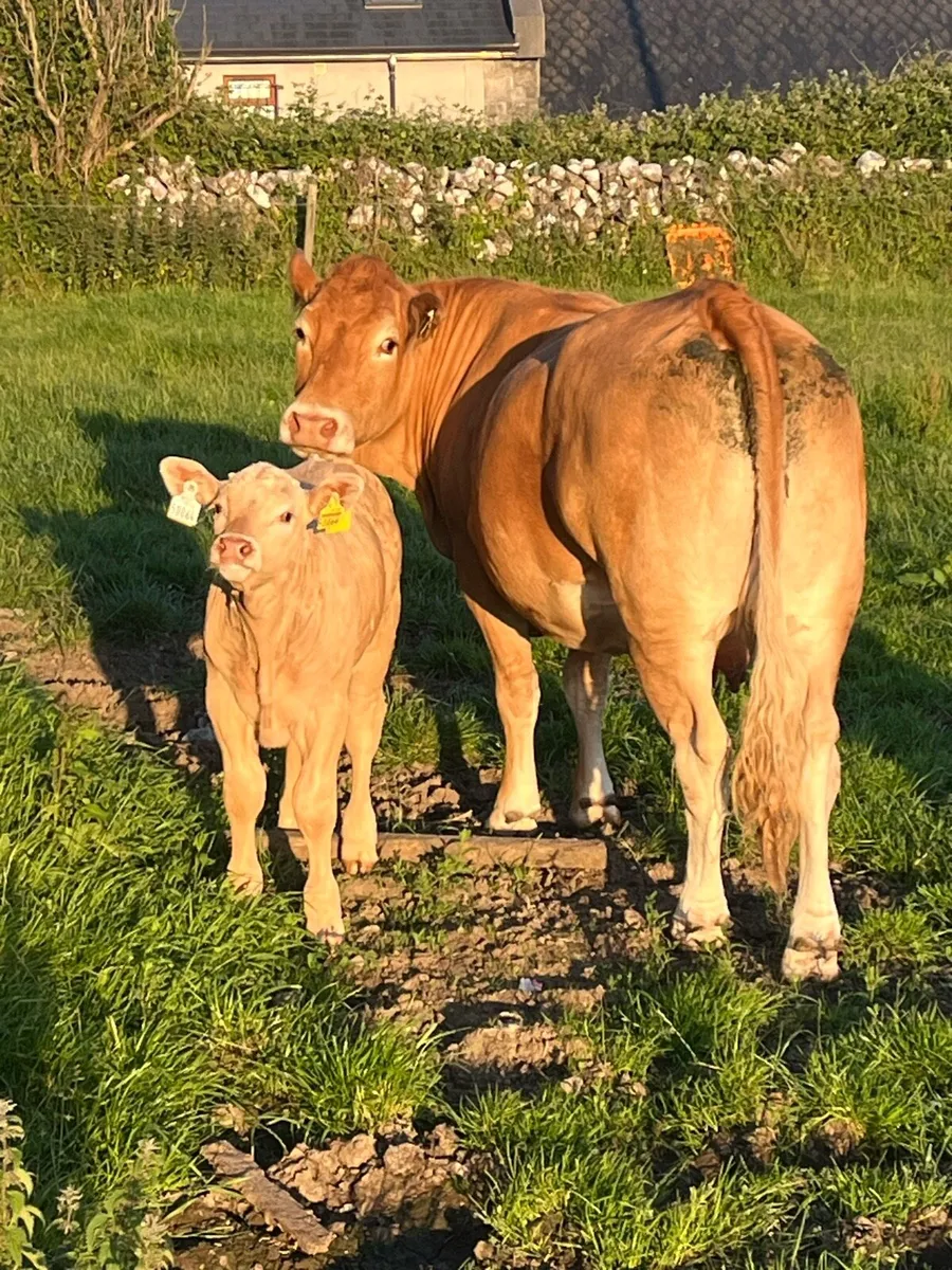 Cows and calves - Image 3
