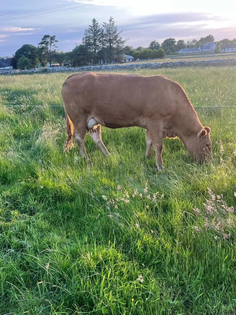 Cows and calves - Image 4