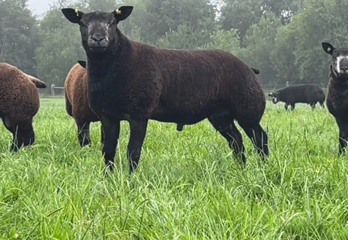 Blue Texel lambs - Image 2