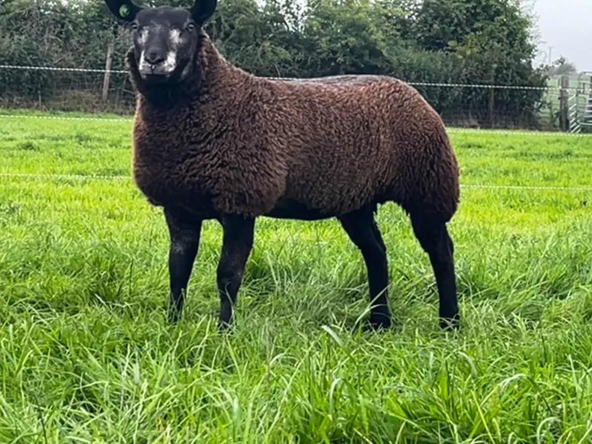 Blue Texel lambs - Image 3
