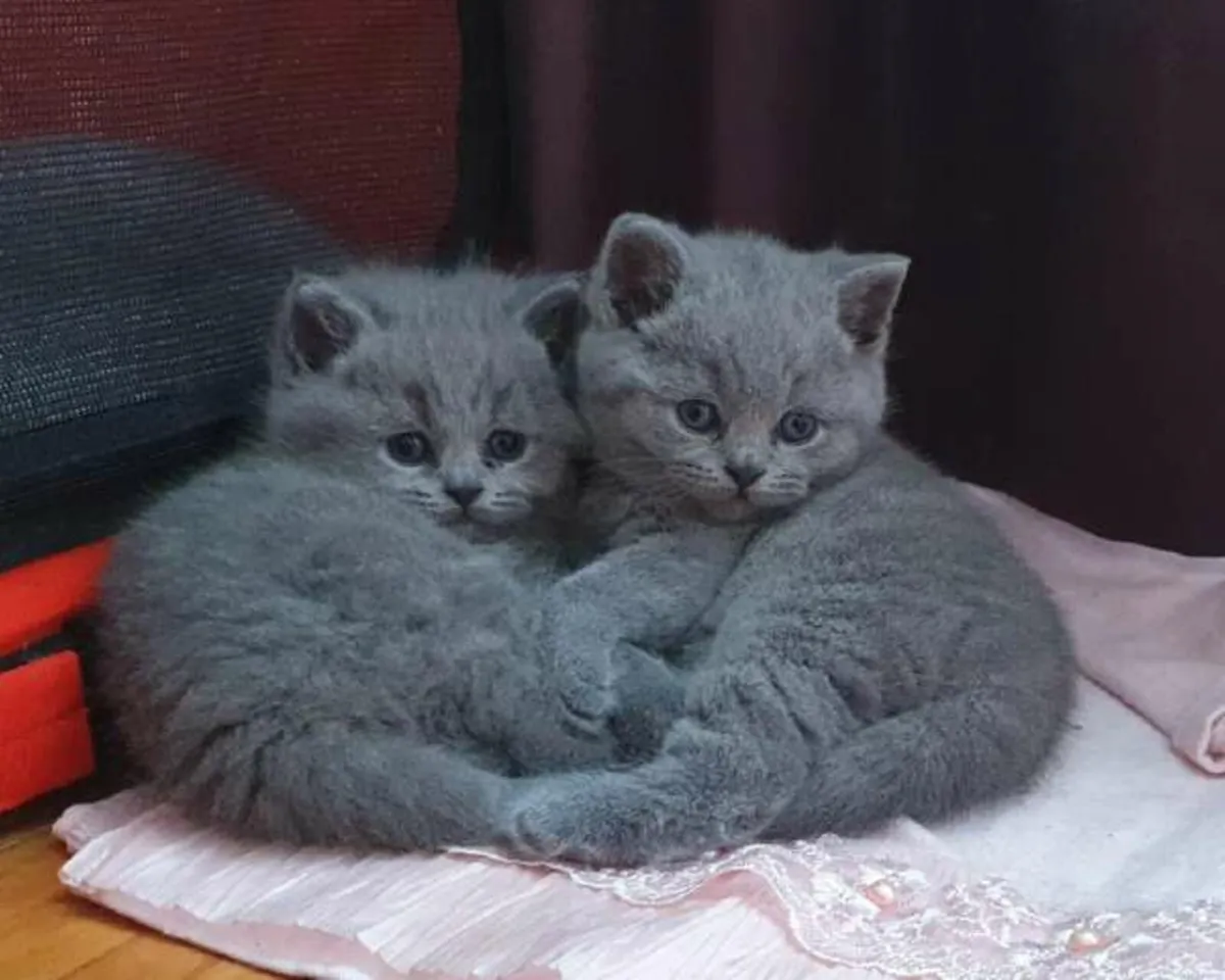 British  blue Shorthair kittens � - Image 1