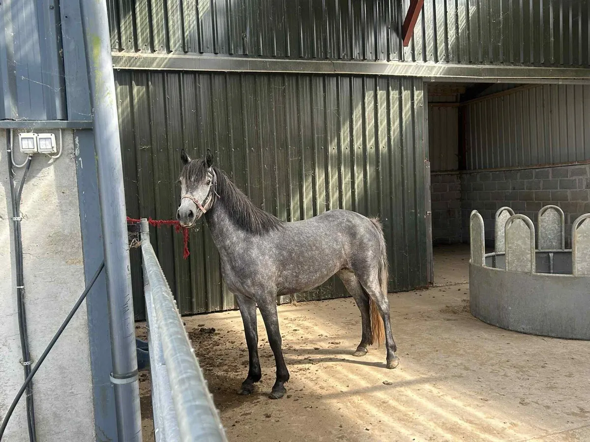 Connemara 4 year old - Image 1
