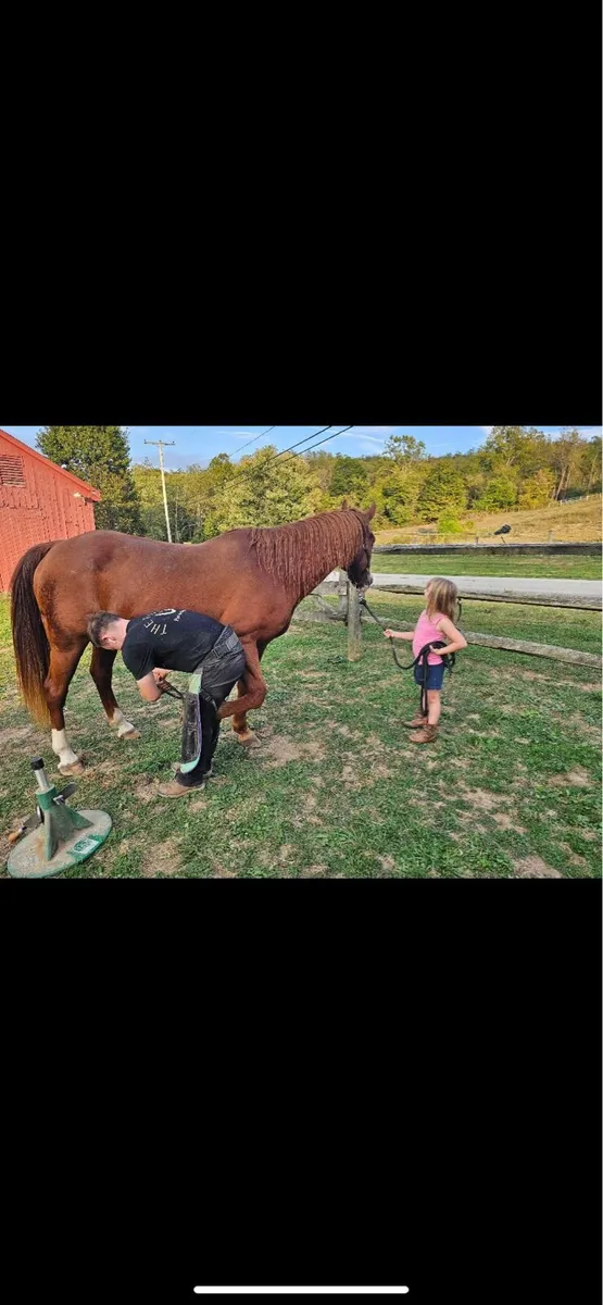 Farrier service - Image 1