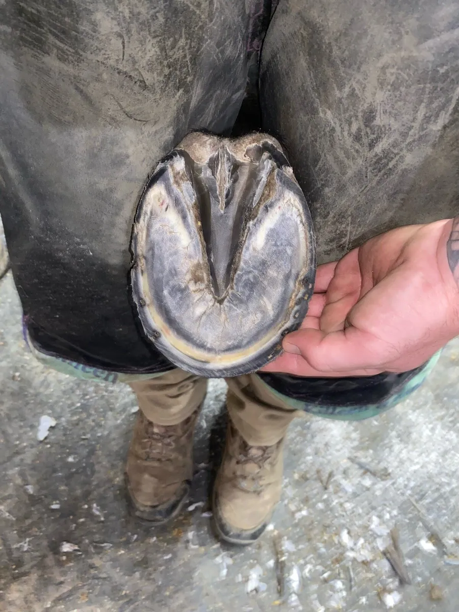 Farrier service - Image 2