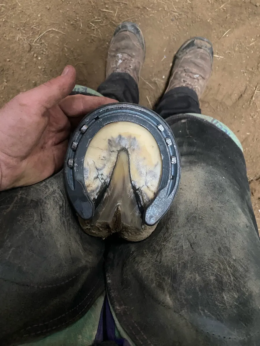 Farrier service - Image 3