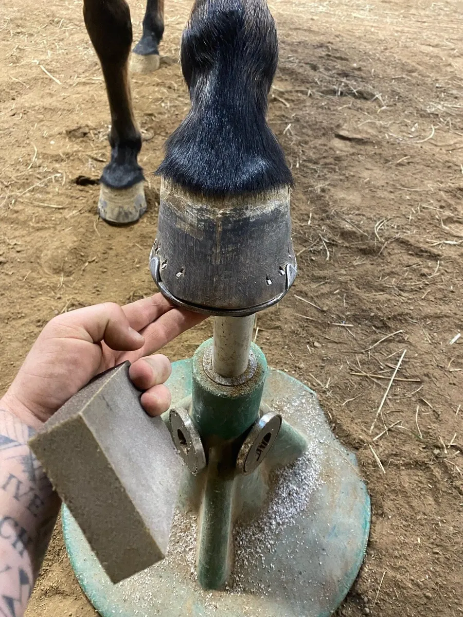 Farrier service - Image 4