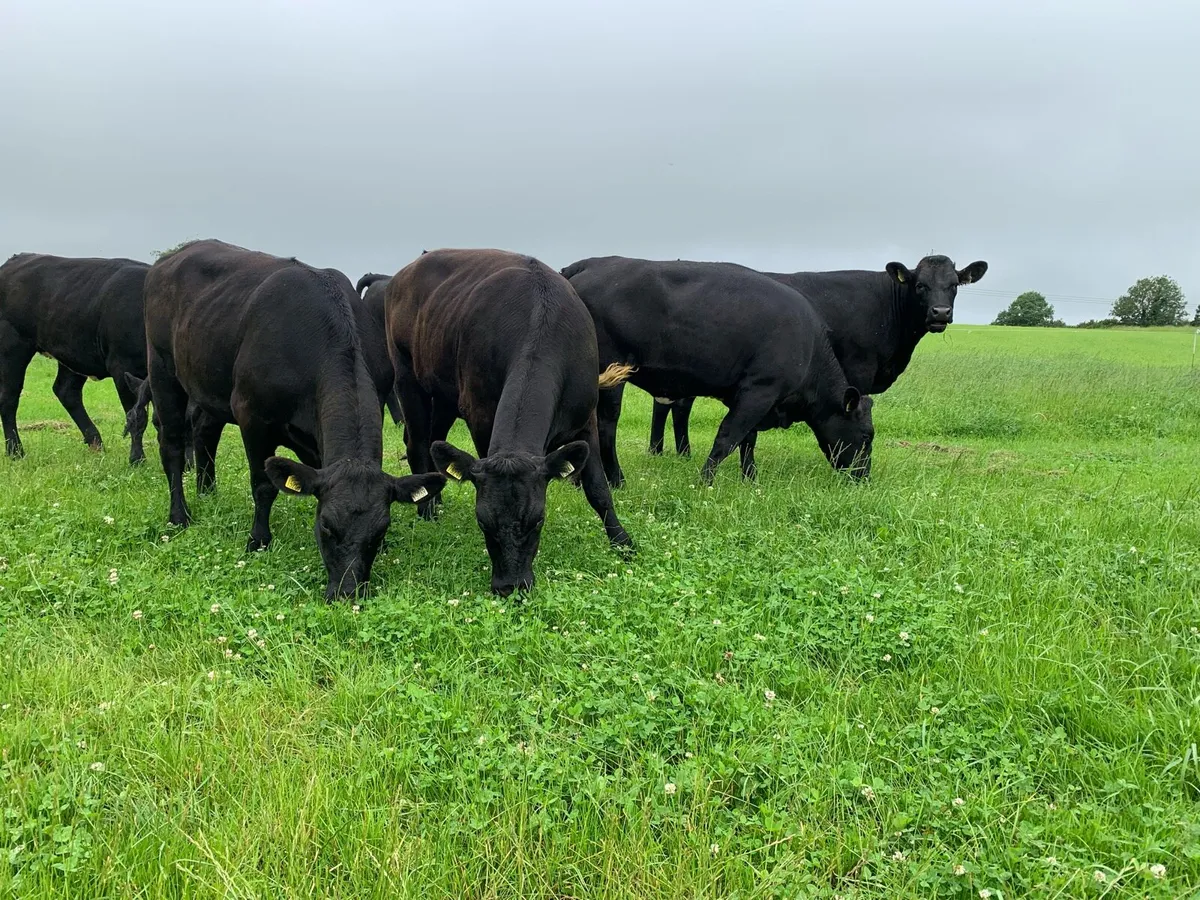 6 Super AA Heifers - Avg 444kgs - Image 2