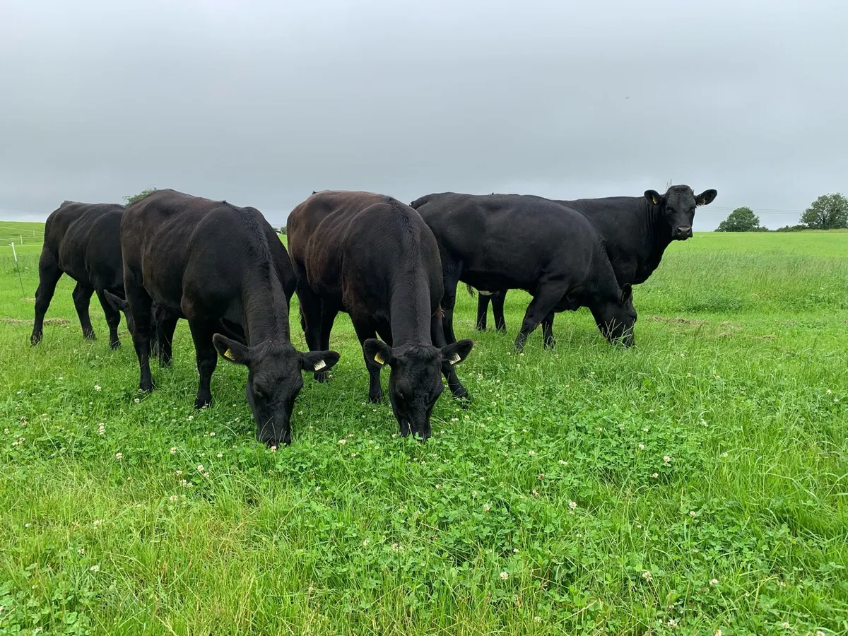 6 Super AA Heifers - Avg 444kgs - Image 3