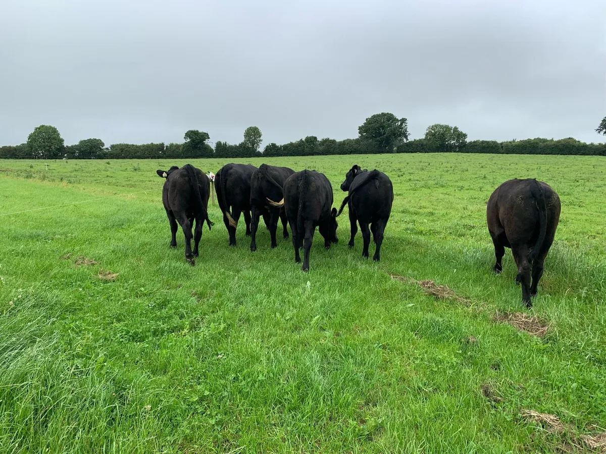 6 Super AA Heifers - Avg 444kgs - Image 4